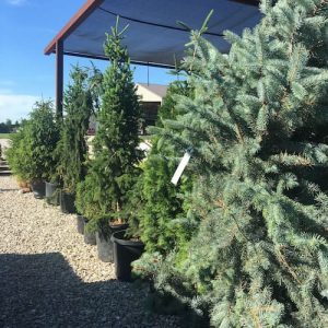 Evergreen Trees for sale- Grass Roots in Marshfield, MO