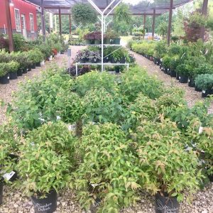 Potted shrubs