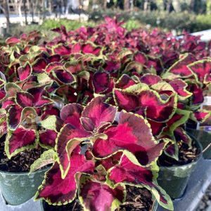 Coleus is a beautiful annual plant