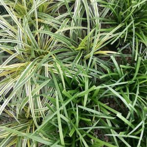 Variegated Grass